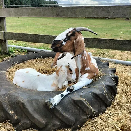 Bullerbue Fincken